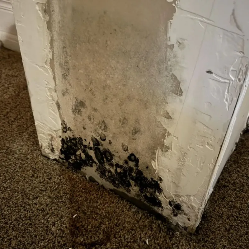 Professional Mold Removal in Anahuac, TX